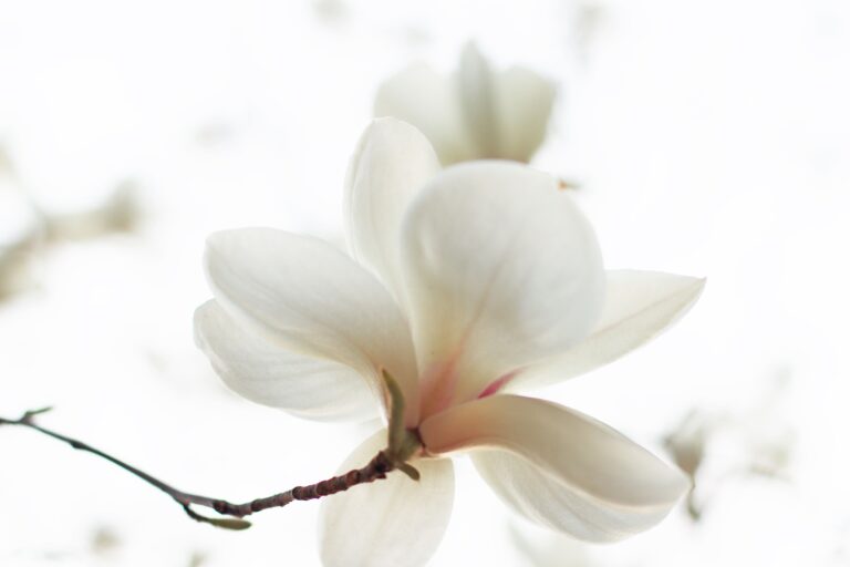 Magnolia 2