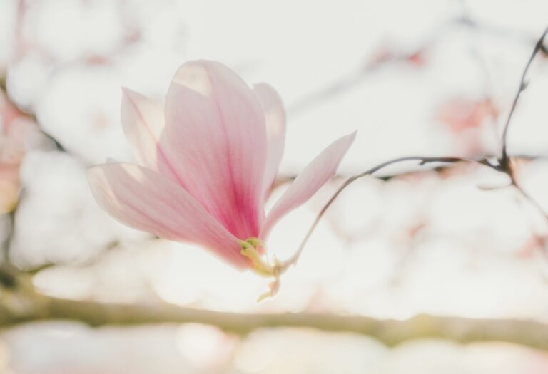 Magnolia 3