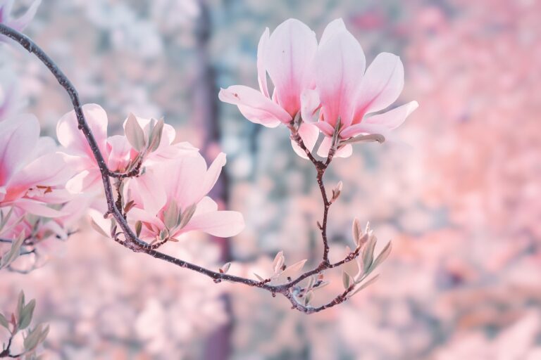 Magnolia 4